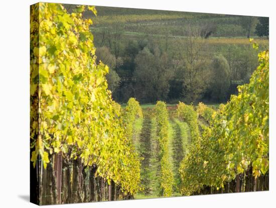 Europe, Italy, Tuscany. Rolling Hills of Vineyard in Autumn Colors-Julie Eggers-Stretched Canvas