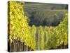 Europe, Italy, Tuscany. Rolling Hills of Vineyard in Autumn Colors-Julie Eggers-Stretched Canvas