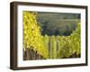 Europe, Italy, Tuscany. Rolling Hills of Vineyard in Autumn Colors-Julie Eggers-Framed Premium Photographic Print