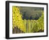 Europe, Italy, Tuscany. Rolling Hills of Vineyard in Autumn Colors-Julie Eggers-Framed Premium Photographic Print