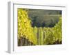 Europe, Italy, Tuscany. Rolling Hills of Vineyard in Autumn Colors-Julie Eggers-Framed Premium Photographic Print