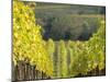 Europe, Italy, Tuscany. Rolling Hills of Vineyard in Autumn Colors-Julie Eggers-Mounted Premium Photographic Print