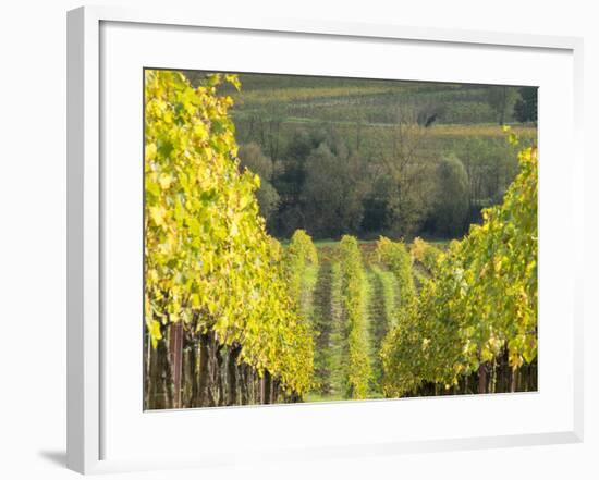 Europe, Italy, Tuscany. Rolling Hills of Vineyard in Autumn Colors-Julie Eggers-Framed Photographic Print