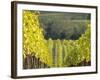 Europe, Italy, Tuscany. Rolling Hills of Vineyard in Autumn Colors-Julie Eggers-Framed Photographic Print