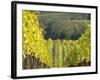 Europe, Italy, Tuscany. Rolling Hills of Vineyard in Autumn Colors-Julie Eggers-Framed Photographic Print