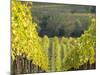 Europe, Italy, Tuscany. Rolling Hills of Vineyard in Autumn Colors-Julie Eggers-Mounted Photographic Print