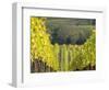 Europe, Italy, Tuscany. Rolling Hills of Vineyard in Autumn Colors-Julie Eggers-Framed Photographic Print