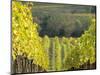 Europe, Italy, Tuscany. Rolling Hills of Vineyard in Autumn Colors-Julie Eggers-Mounted Photographic Print