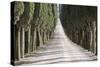 Europe, Italy, Tuscany, Tree Lined Road-John Ford-Stretched Canvas