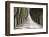 Europe, Italy, Tuscany, Tree Lined Road-John Ford-Framed Photographic Print