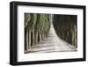 Europe, Italy, Tuscany, Tree Lined Road-John Ford-Framed Photographic Print