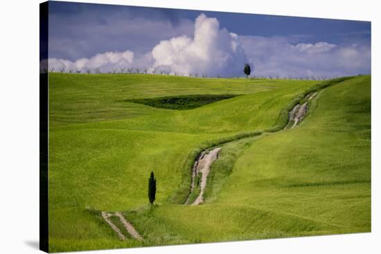 Europe, Italy, Tuscany, Val d Orcia. Cypress tree and winding road in farmland hills.-Jaynes Gallery-Stretched Canvas