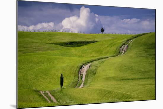 Europe, Italy, Tuscany, Val d Orcia. Cypress tree and winding road in farmland hills.-Jaynes Gallery-Mounted Photographic Print