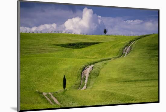 Europe, Italy, Tuscany, Val d Orcia. Cypress tree and winding road in farmland hills.-Jaynes Gallery-Mounted Photographic Print