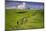 Europe, Italy, Tuscany, Val d Orcia. Cypress tree and winding road in farmland hills.-Jaynes Gallery-Mounted Photographic Print