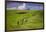 Europe, Italy, Tuscany, Val d Orcia. Cypress tree and winding road in farmland hills.-Jaynes Gallery-Framed Photographic Print