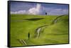 Europe, Italy, Tuscany, Val d Orcia. Cypress tree and winding road in farmland hills.-Jaynes Gallery-Framed Stretched Canvas