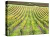 Europe, Italy, Tuscany. Vineyard in Autumn in Tuscany-Julie Eggers-Stretched Canvas