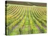 Europe, Italy, Tuscany. Vineyard in Autumn in Tuscany-Julie Eggers-Stretched Canvas