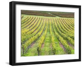 Europe, Italy, Tuscany. Vineyard in Autumn in Tuscany-Julie Eggers-Framed Premium Photographic Print