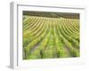 Europe, Italy, Tuscany. Vineyard in Autumn in Tuscany-Julie Eggers-Framed Premium Photographic Print