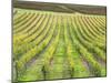 Europe, Italy, Tuscany. Vineyard in Autumn in Tuscany-Julie Eggers-Mounted Premium Photographic Print