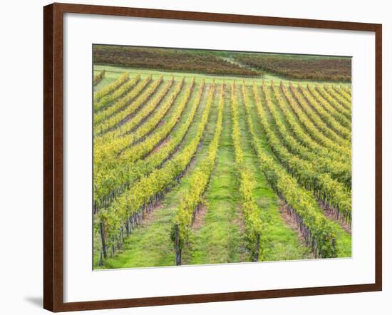 Europe, Italy, Tuscany. Vineyard in Autumn in Tuscany-Julie Eggers-Framed Photographic Print