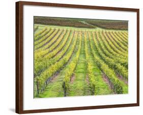 Europe, Italy, Tuscany. Vineyard in Autumn in Tuscany-Julie Eggers-Framed Photographic Print