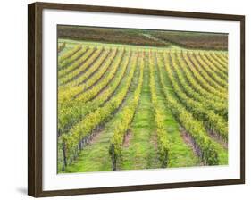 Europe, Italy, Tuscany. Vineyard in Autumn in Tuscany-Julie Eggers-Framed Photographic Print