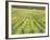 Europe, Italy, Tuscany. Vineyard in Autumn in Tuscany-Julie Eggers-Framed Photographic Print