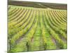 Europe, Italy, Tuscany. Vineyard in Autumn in Tuscany-Julie Eggers-Mounted Photographic Print