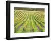 Europe, Italy, Tuscany. Vineyard in Autumn in Tuscany-Julie Eggers-Framed Photographic Print