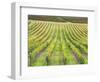 Europe, Italy, Tuscany. Vineyard in Autumn in Tuscany-Julie Eggers-Framed Photographic Print