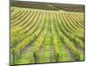 Europe, Italy, Tuscany. Vineyard in Autumn in Tuscany-Julie Eggers-Mounted Photographic Print