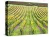 Europe, Italy, Tuscany. Vineyard in Autumn in Tuscany-Julie Eggers-Stretched Canvas