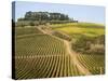 Europe, Italy, Tuscany. Vineyard in the Chianti Region of Tuscany-Julie Eggers-Stretched Canvas