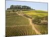 Europe, Italy, Tuscany. Vineyard in the Chianti Region of Tuscany-Julie Eggers-Mounted Photographic Print