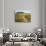 Europe, Italy, Tuscany. Vineyard in the Chianti Region of Tuscany-Julie Eggers-Photographic Print displayed on a wall