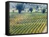 Europe, Italy, Tuscany. Vineyard in the Chianti Region of Tuscany-Julie Eggers-Framed Stretched Canvas