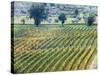 Europe, Italy, Tuscany. Vineyard in the Chianti Region of Tuscany-Julie Eggers-Stretched Canvas