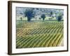 Europe, Italy, Tuscany. Vineyard in the Chianti Region of Tuscany-Julie Eggers-Framed Photographic Print