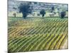 Europe, Italy, Tuscany. Vineyard in the Chianti Region of Tuscany-Julie Eggers-Mounted Photographic Print