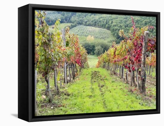 Europe, Italy, Tuscany. Vineyard in the Chianti Region of Tuscany-Julie Eggers-Framed Stretched Canvas
