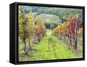 Europe, Italy, Tuscany. Vineyard in the Chianti Region of Tuscany-Julie Eggers-Framed Stretched Canvas