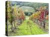 Europe, Italy, Tuscany. Vineyard in the Chianti Region of Tuscany-Julie Eggers-Stretched Canvas