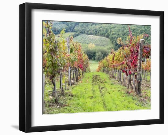 Europe, Italy, Tuscany. Vineyard in the Chianti Region of Tuscany-Julie Eggers-Framed Photographic Print