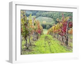 Europe, Italy, Tuscany. Vineyard in the Chianti Region of Tuscany-Julie Eggers-Framed Photographic Print