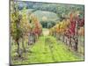 Europe, Italy, Tuscany. Vineyard in the Chianti Region of Tuscany-Julie Eggers-Mounted Photographic Print