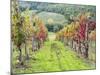 Europe, Italy, Tuscany. Vineyard in the Chianti Region of Tuscany-Julie Eggers-Mounted Photographic Print