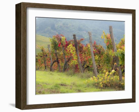 Europe, Italy, Tuscany. Vineyard in the Chianti Region of Tuscany-Julie Eggers-Framed Premium Photographic Print